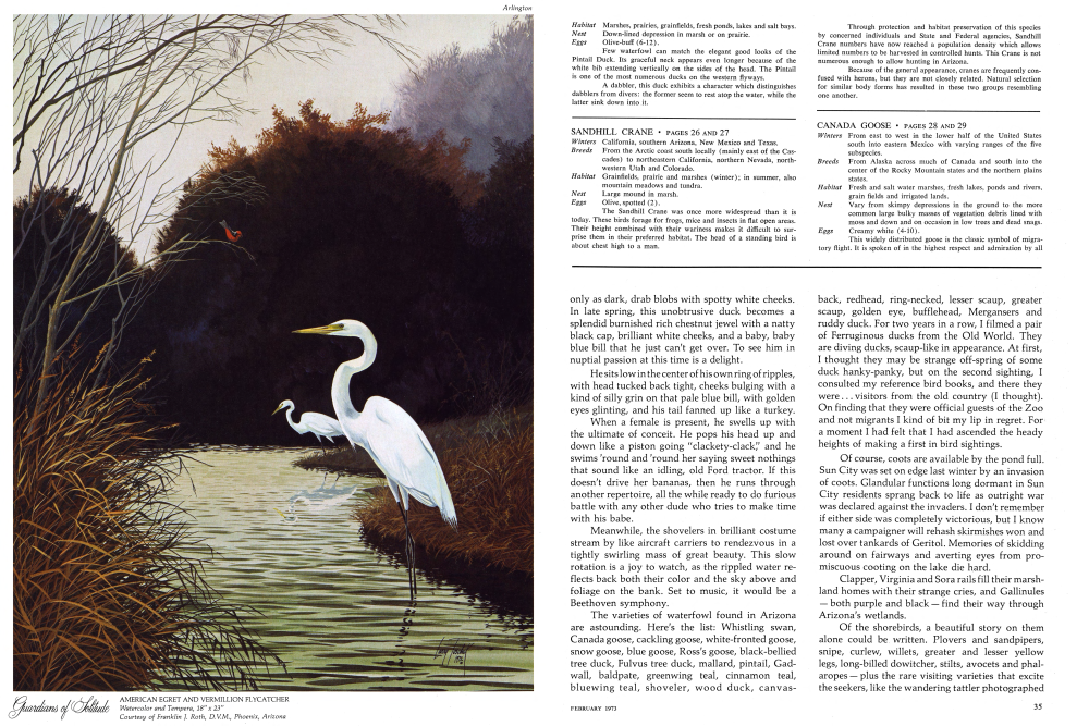 AMERICAN EGRET AND VERMILLION FLYCATCHER