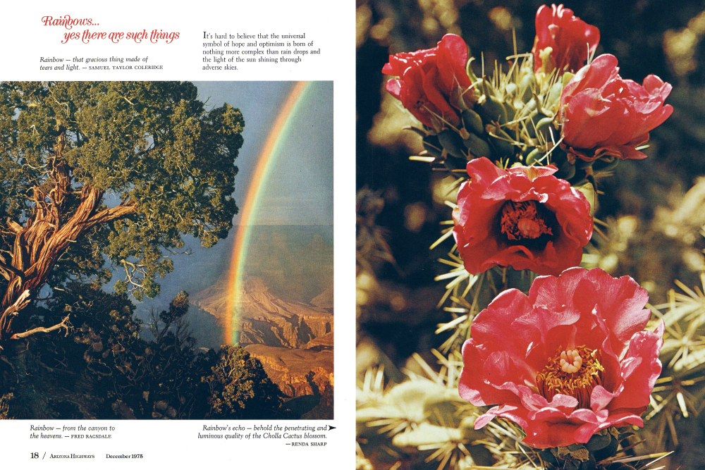Rainbow - from the canyon to the heavens. - FRED RAGSDALE

Rainbow's echo - behold the penetrating and luminous quality of the Cholla Cactus blossom. -RENDA SHARP