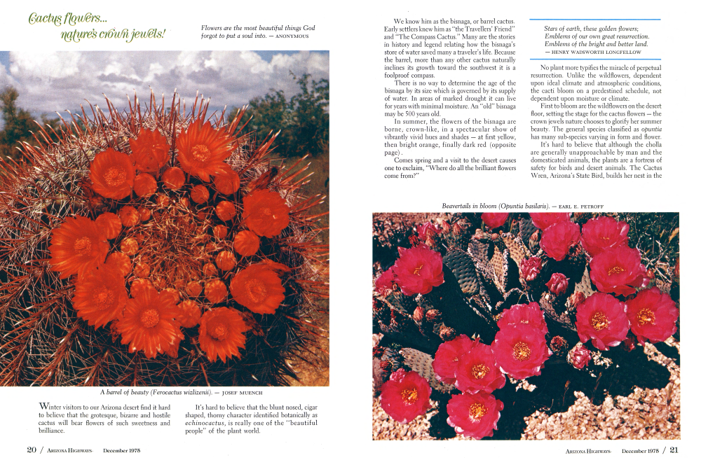 A barrel of beauty (Ferocactus wizlizenii).