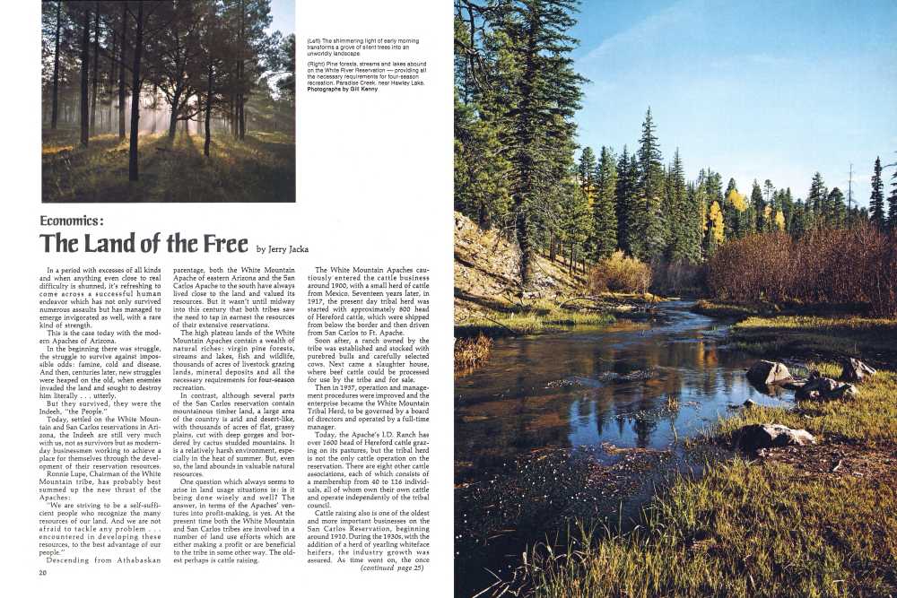 The shimmering light of early morning transforms a grove of silent trees into an unworldly landscape.