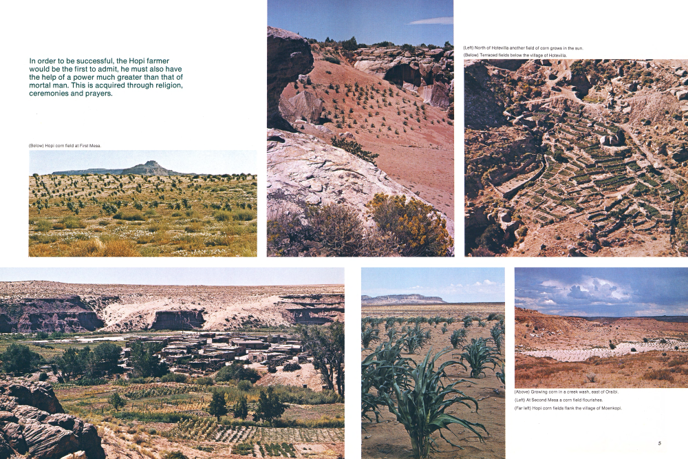 The Miracle of Hopi Corn | Arizona Highways