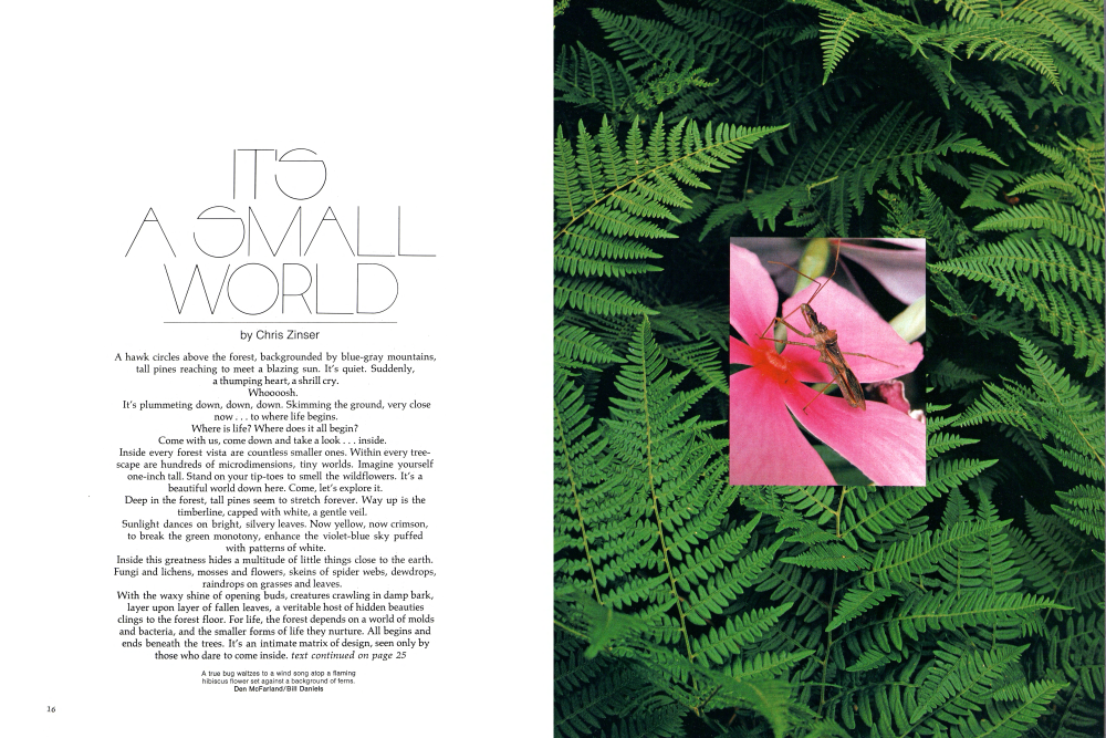 A true bug waltzes to a wind song atop a flaming hibiscus flower set against a background of ferns.