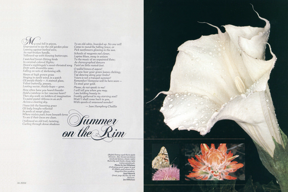 Dewey-eyed thorn apple blossom. Also known as jimson weed and datura.