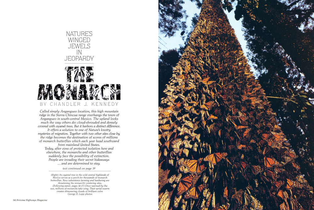 An oyamel tree in the cold central highlands of Mexico serves as a perch for thousands of monarch butterflies.