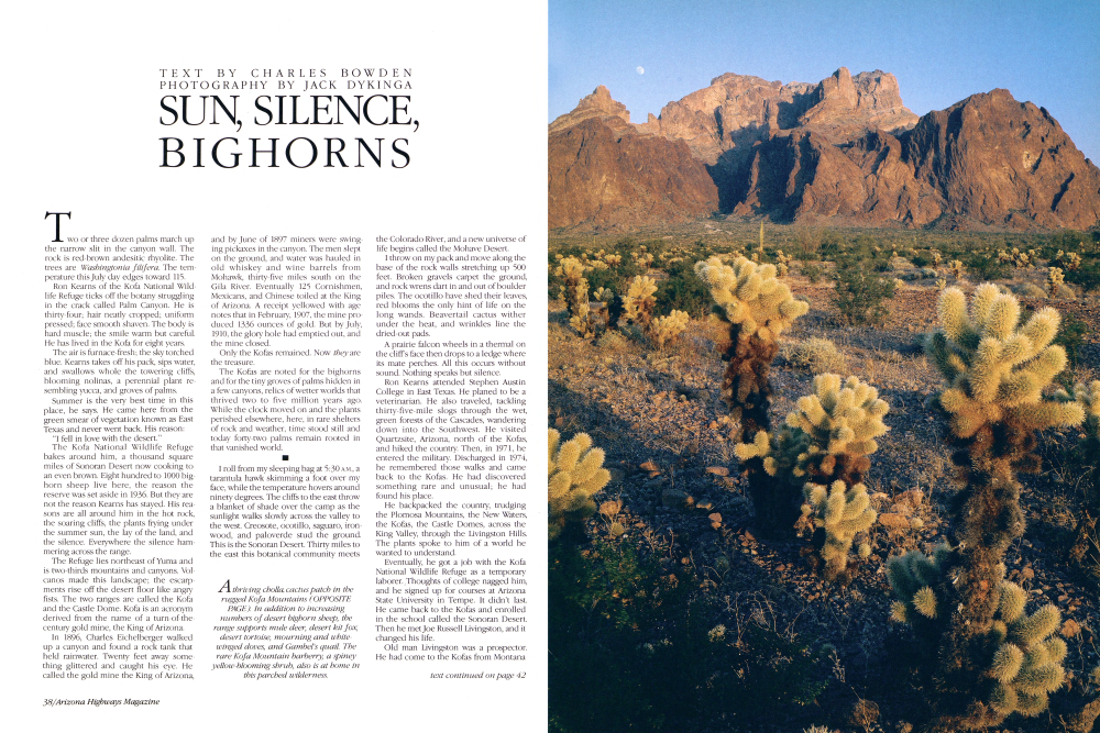 A thriving cholla cactus patch in the rugged Kofa Mountains