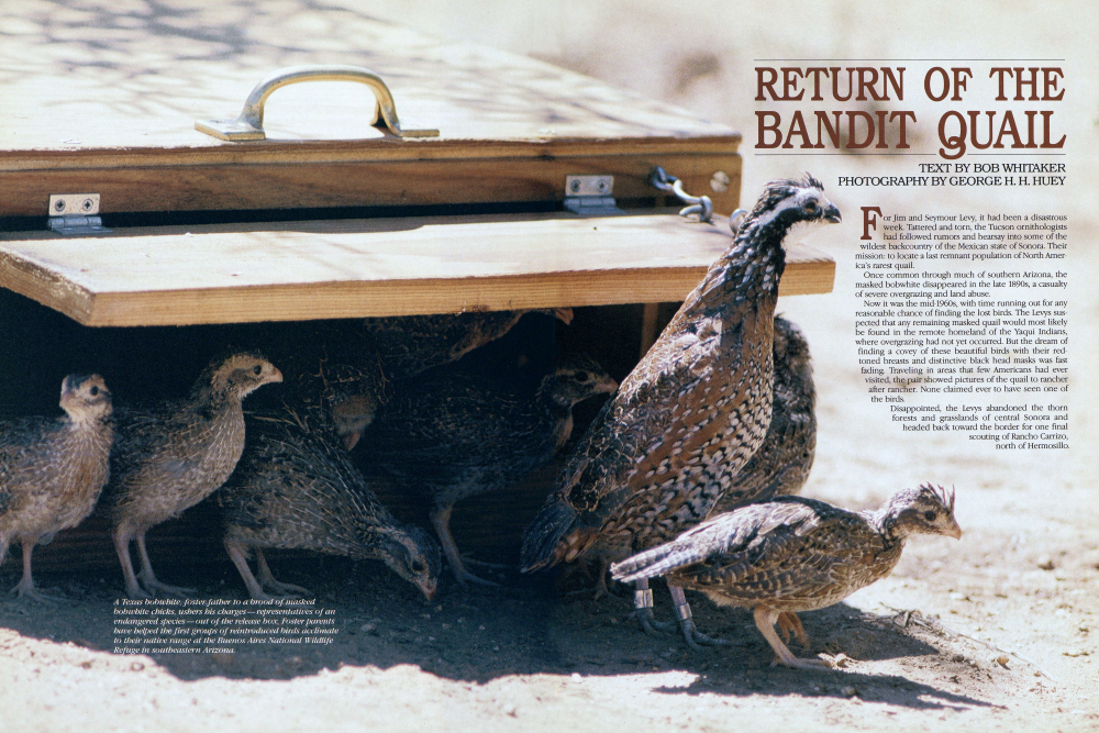 A Texas bobwhite, foster father to a brood of masked bobwhite chicks, ushers his charges-representatives of an endangered species-out of the release box. Foster parents bave helped the first groups of reintroduced birds acclimate to their native range at the Buenos Aires National Wildlife Refuge in southeastern Arizona.