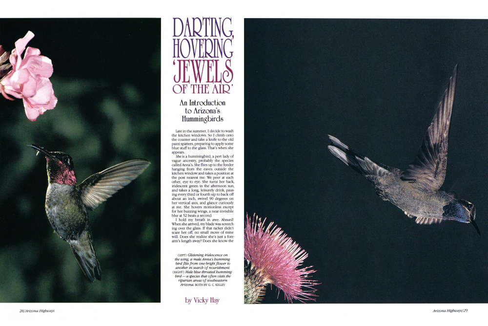 Glistening iridescence on the wing, a male Anna's hummingbird flits from one bright flower to another in search of nourishment.