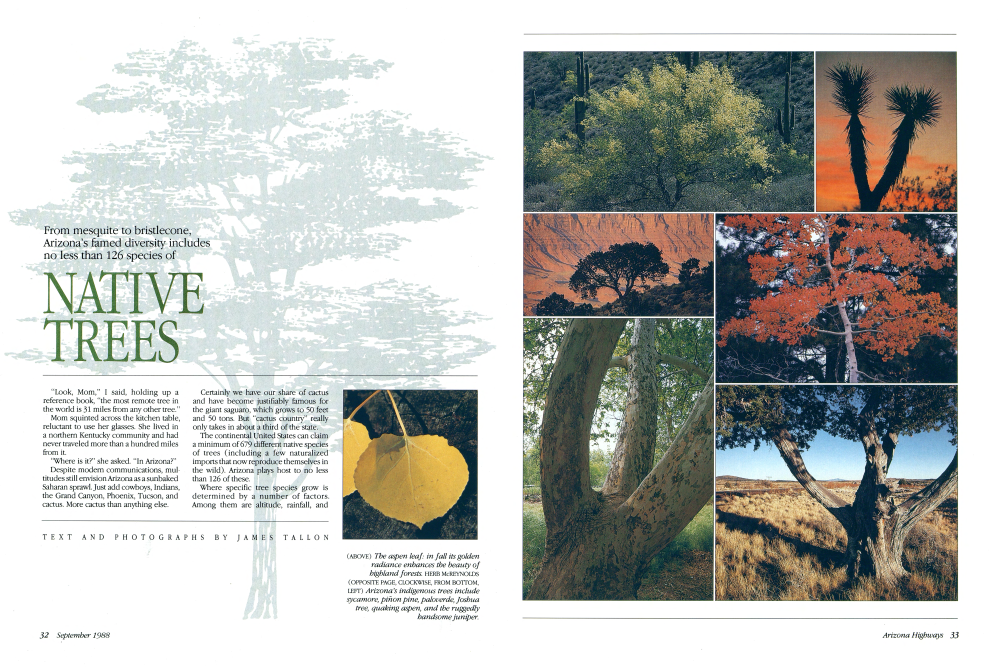 The aspen leaf: in fall its golden radiance enhances the beauty of bighland forests.