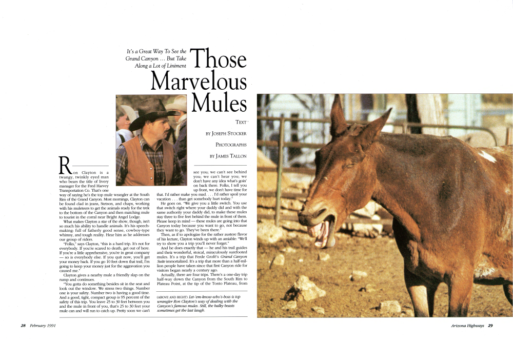 Let-'em-know-who's-boss is top wrangler Ron Clayton's way of dealing with the Canyon's famous mules. Still, the balky beasts sometimes get the last laugh.