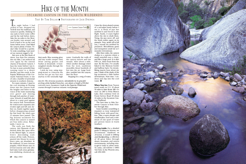 The Arizona sycamore, identifiable by its graceful arching white-barked branches, can attain a height of 80 feet.