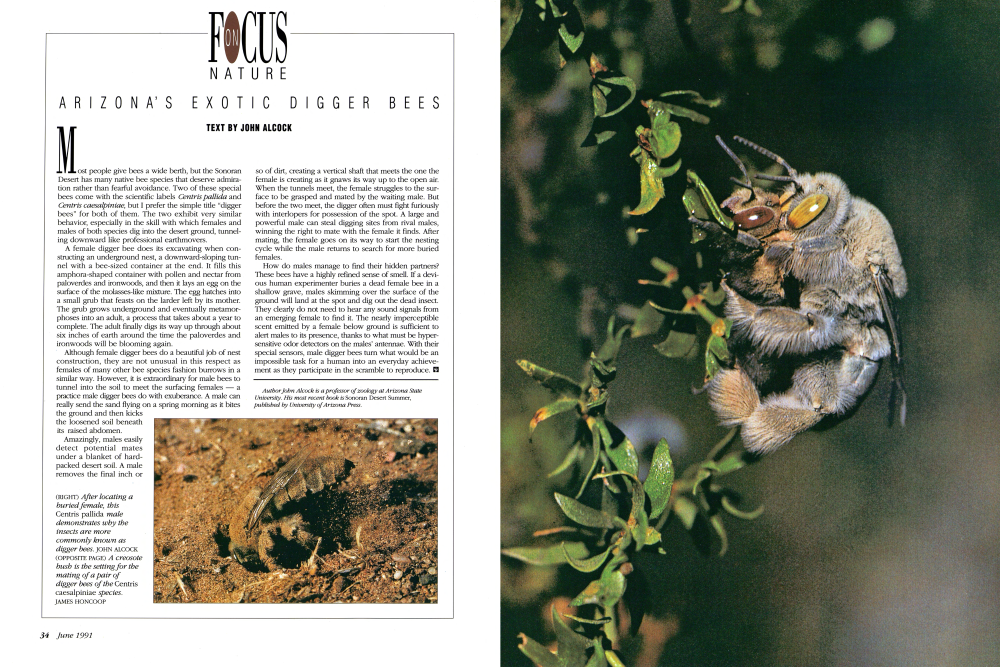 After locating a buried female, this Centris pallida male demonstrates why the insects are more commonly known as digger bees.