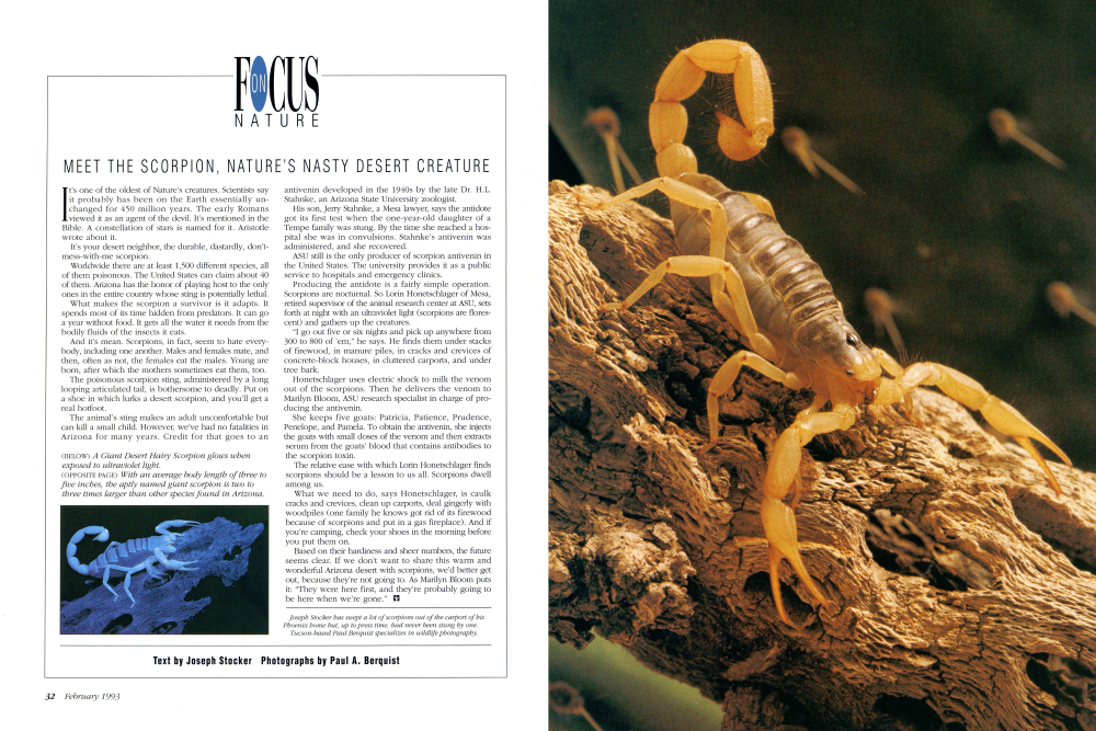 A Giant Desert Hairy Scorpion glows when exposed to ultraviolet light.