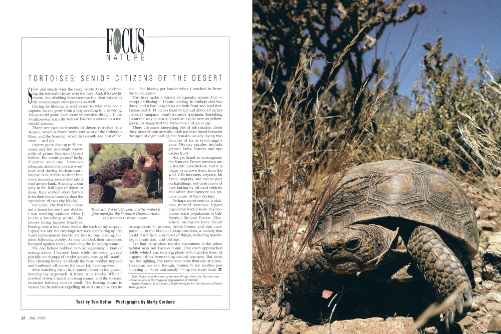 The fruit of a prickly pear cactus makes a fine meal for the Sonoran Desert tortoise