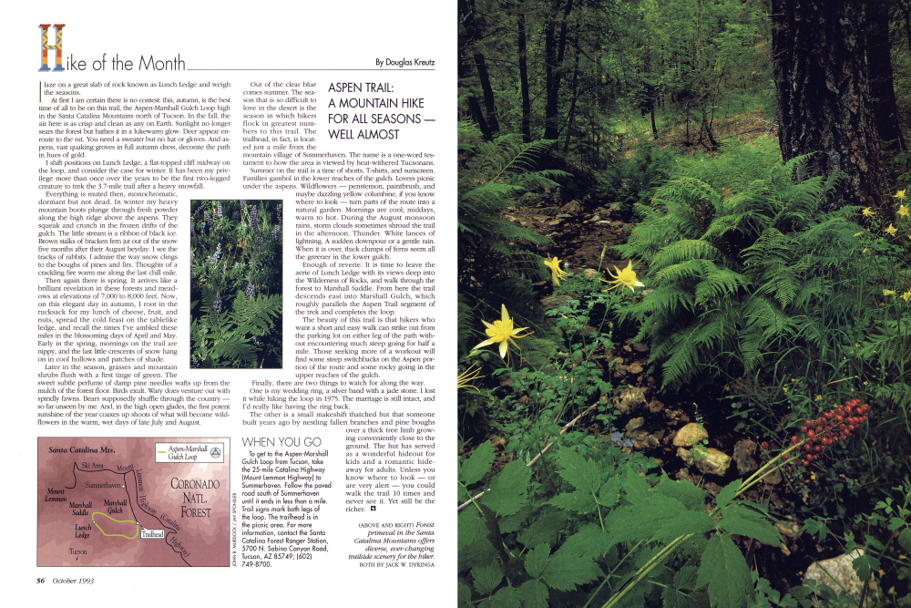 Forest primeval in the Santa Catalina Mountains offers diverse, ever-changing trailside scenery for the biker.