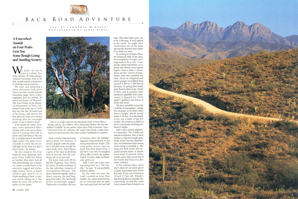 A rough road into the Mazatzals leads to more than a bumpy ride for our trekkers. Here, manzanita bushes, like this one dubbed "Godzilla" by our author, refute their DNA to become "trees."