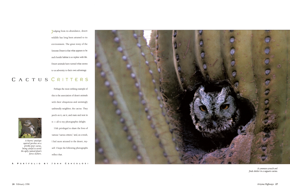 A Harris' antelope squirrel perches on a prickly pear cactus, being careful to avoid the aptly named plant's fierce stickers.
