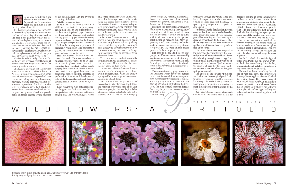 desert thistle, beautiful dalea, and Southwestern vervain.