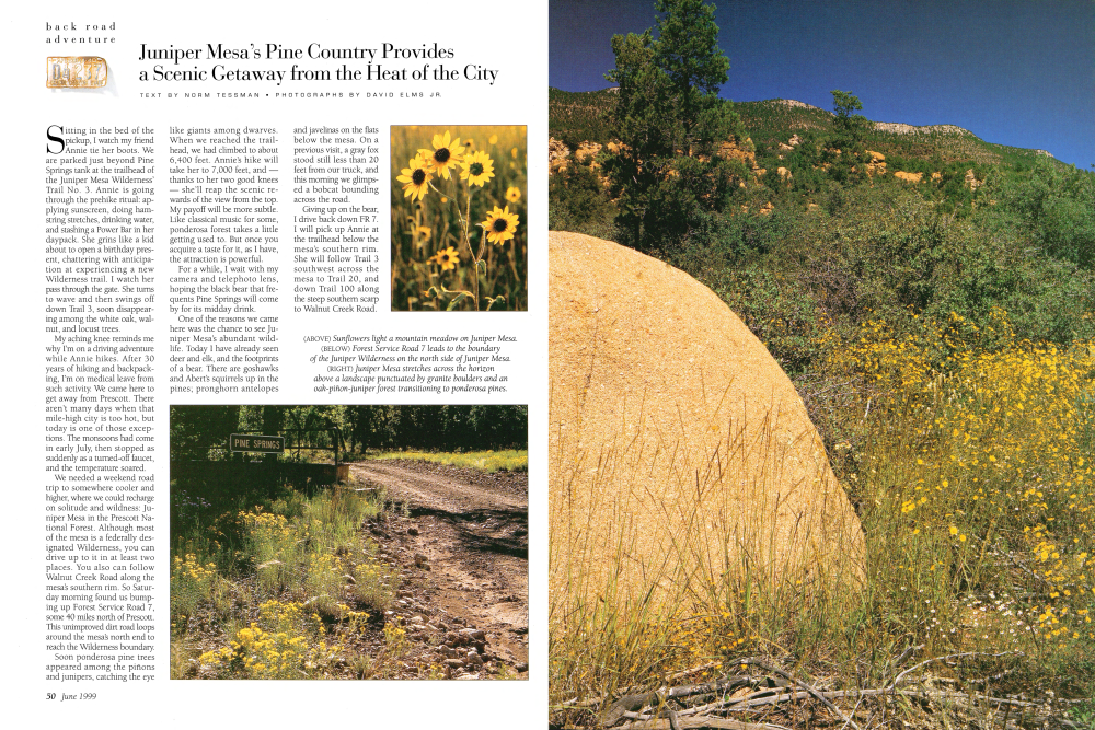 Sunflowers light a mountain meadow on Juniper Mesa.