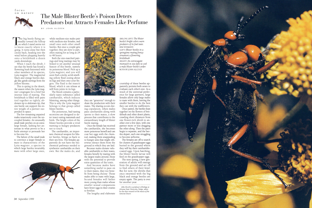 (LEFT) Blister beetles in a springtime mating frenzy ornament a flowering brittlebush