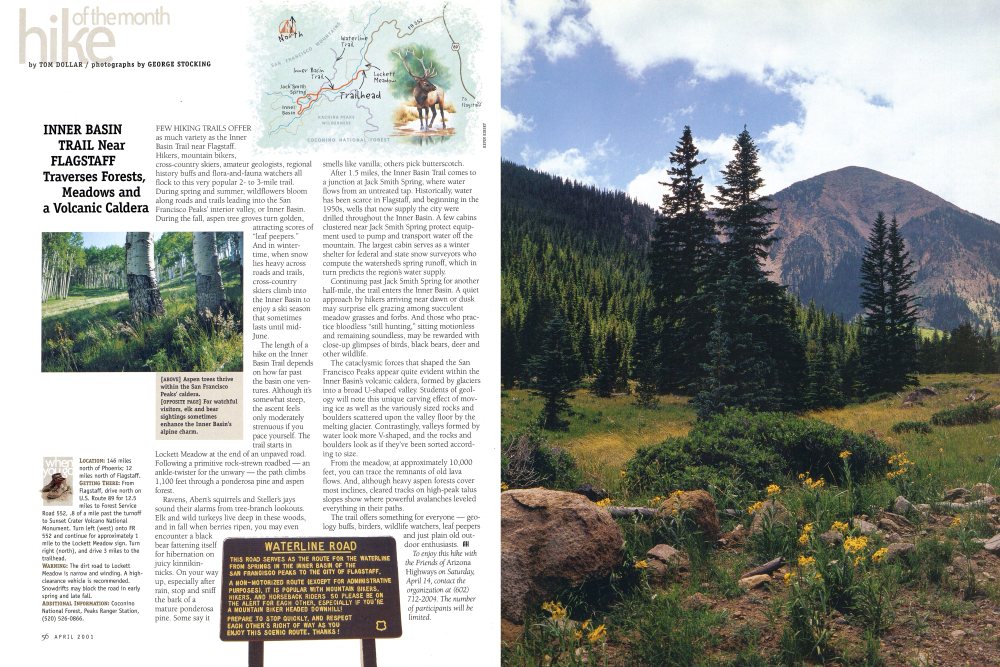Aspen trees thrive within the San Francisco Peaks' caldera.