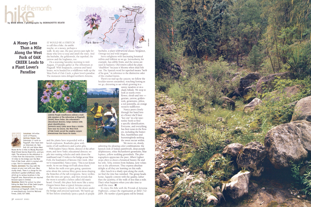 Purple coneflowers enliven a trail- side meadow at The Arboretum at Flagstaff.