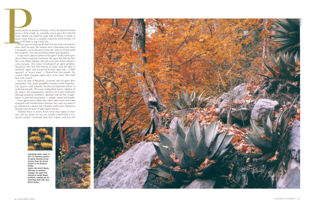 Amazing Agaves | Arizona Highways