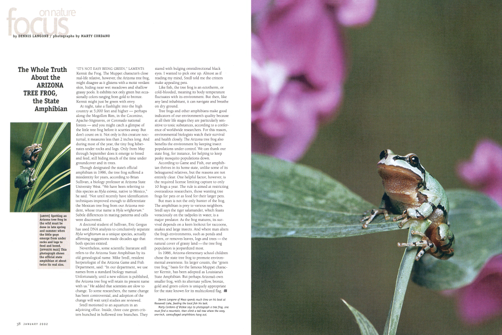 Spotting an Arizona tree frog in the wild must be done in late spring and summer when the little guys emerge from under rocks and logs to feed and breed.