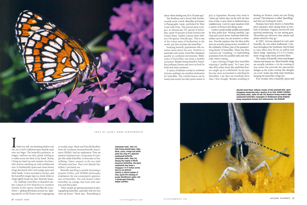 A vibrant palette of color marks the meeting of purple Woodhouse's phlox and a checkerspot butterfly.