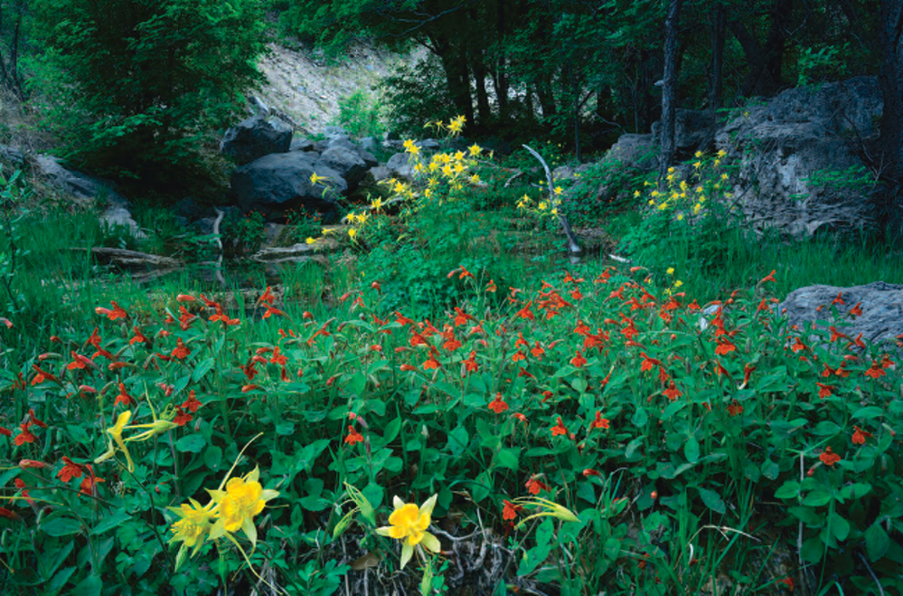 An Eden for Hikers Amid Piney Woods, Rare Plants and an Abundance of Wildlife