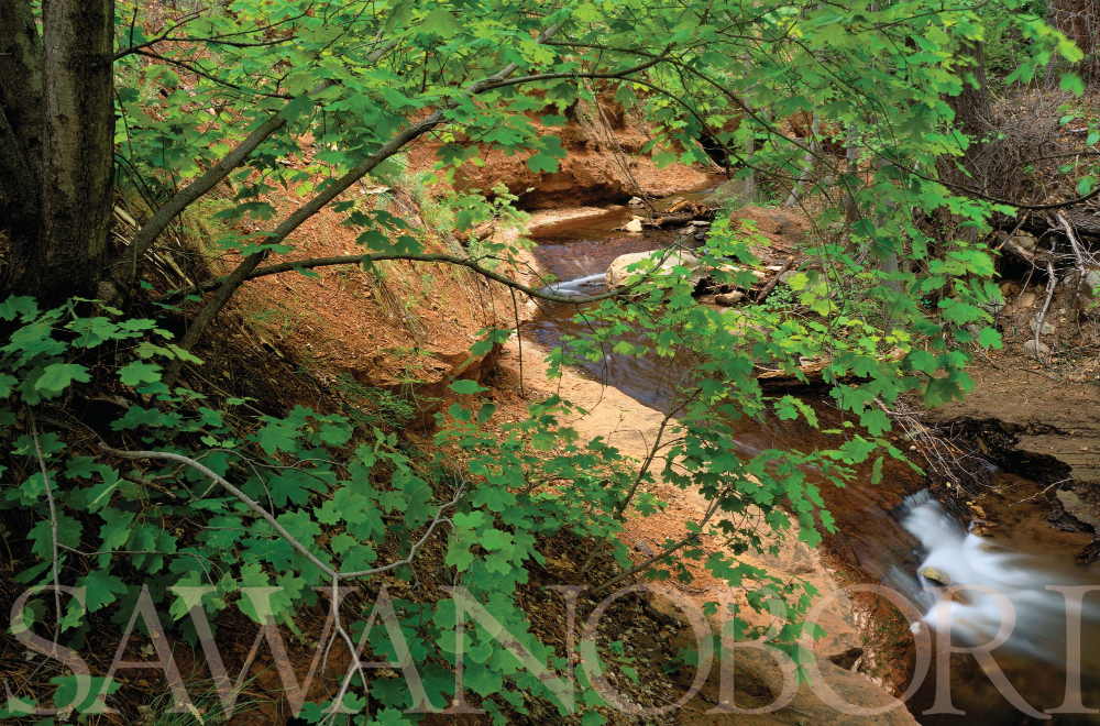 PRACTITIONERS
OF THE JAPANESE
HIKING TRADITION
SAWANOBORI
MUST GO TO THE
STREAM'S SOURCE