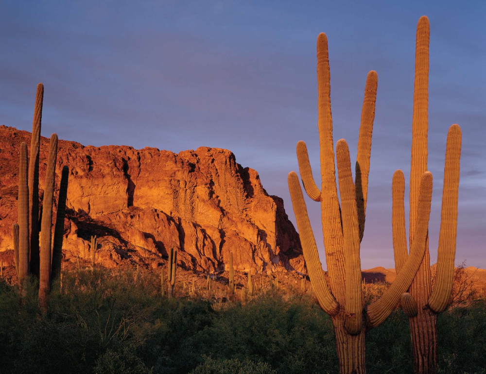 [FAR LEFT] Saguaro cacti and rugged cliffs of the Superstition Mountains bathe in the fading glow of the setting sun.