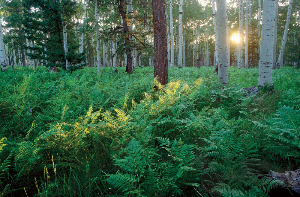The setting sun carves a diagonal band of light through a carpet of bracken ferns in an aspen forest on the west side of the San Francisco Peaks. To order a print of this photograph, see page 1.