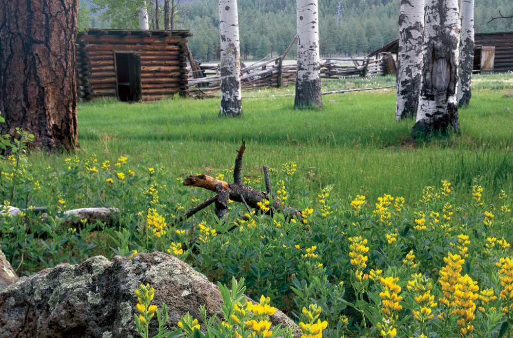 Sunny yellow pine thermopsis and graceful white aspen trees brighten a meadow on an abandoned ranch near Gash Mountain southeast of Flagstaff. To order a print of this photograph, see page 1.