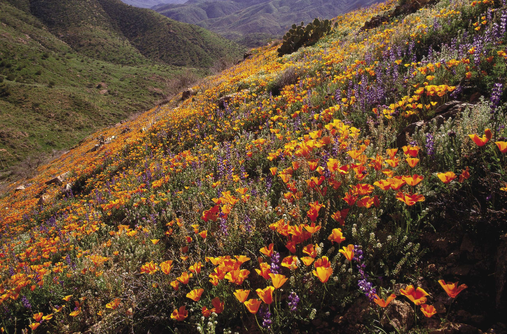 Superstition Mountains Mexican goldpoppies and lupines drape the slopes of the Superstitions, east of Phoenix, in one of the best wildflower displays in the state.