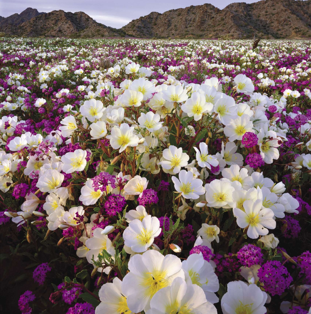 Evening primrose and sand verbena