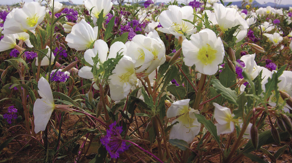 Cabeza Prieta Primrose