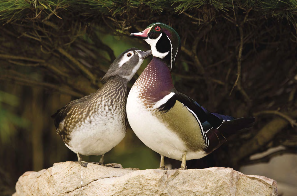 PETER ALESHIRE, TOM VEZO