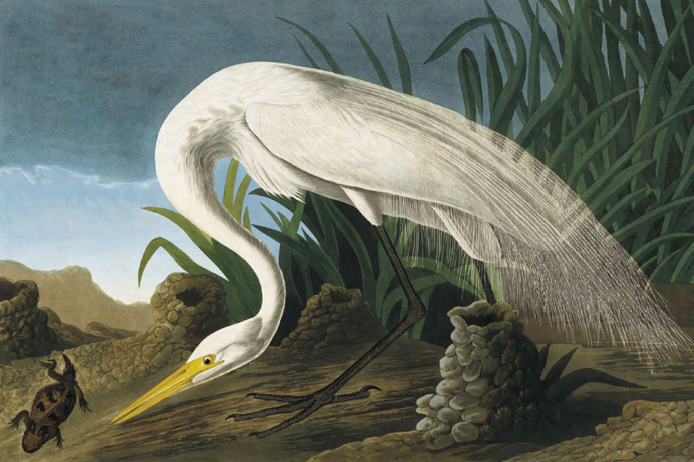 Audubon Society
Celebrates 100 Years