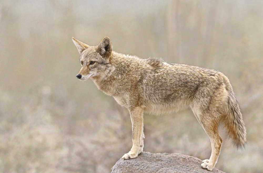 11 Great Wildlife
Viewing Trips