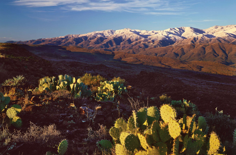Dawn's golden light illuminates prickly pear cacti near Agua Fria National Monument while in the distance, the snow-capped Bradshaw Mountains harbor treasure.