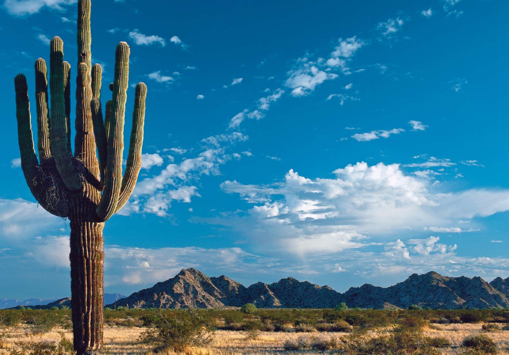 Finding Out What Fo'