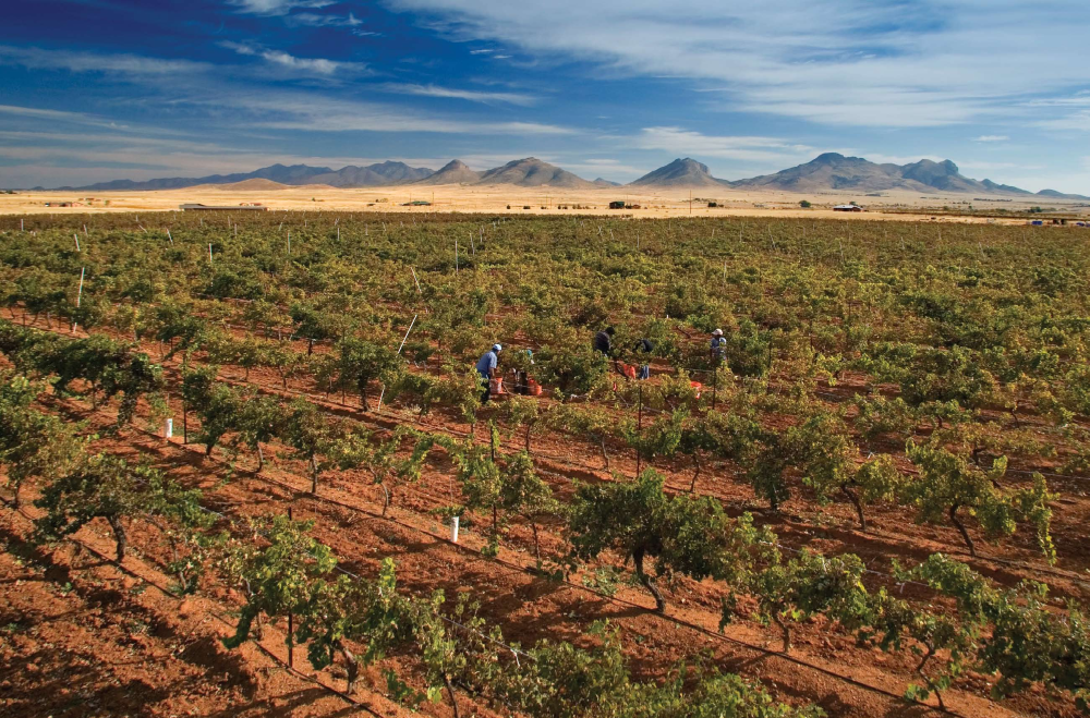 "GOOD LUCK" CABERNET Red, gravelly and well-drained Sonoita-area soil
southeast of Tucson provides ideal growing conditions for grapes, as long as
the weather and pests cooperate. Here, on an early October morning with
the Mustang Mountains to their northeast, workers harvest cabernet grapes
at Callaghan Vineyards' Buena Suerte Vineyard near Elgin.