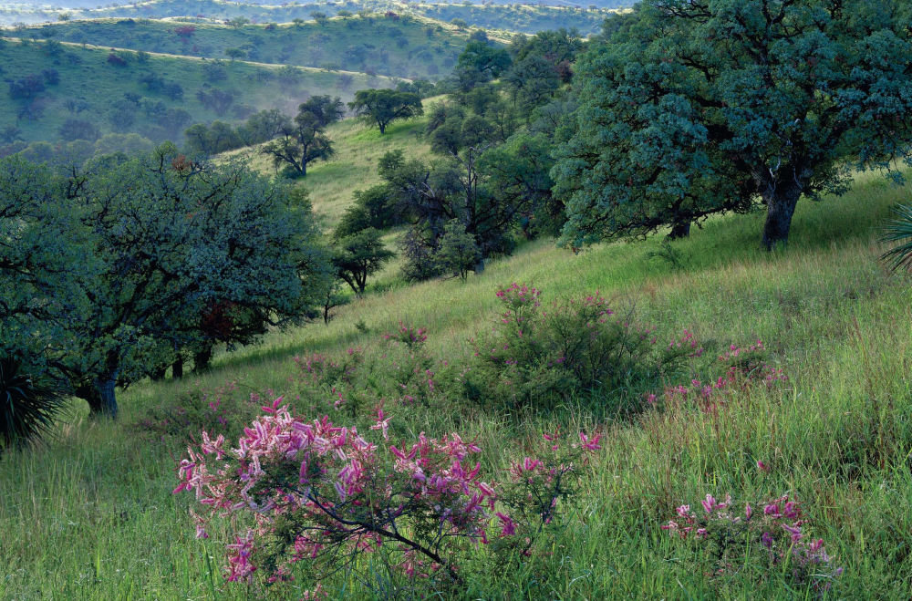 Tumacacori Highlands' Wild Eden