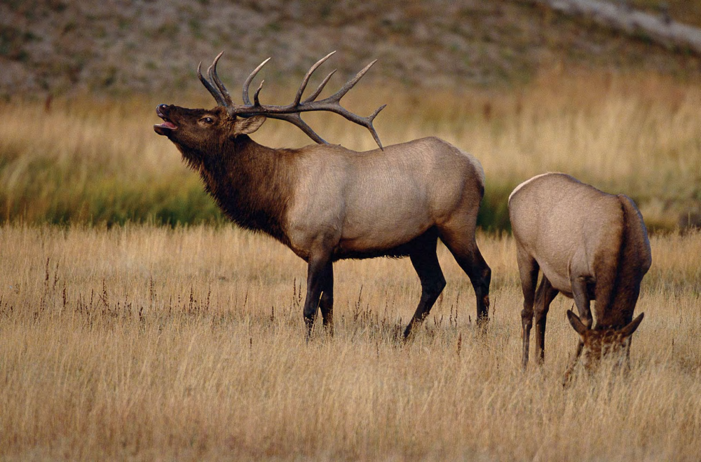 Crossways With Elk