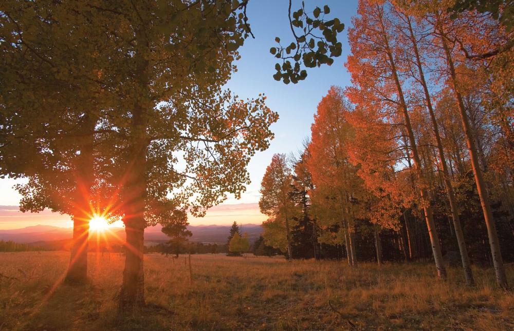 A starburst of light from the setting sun shines through aspens tinged with gold at Arizona Snowbowl in the San Francisco Peaks near Flagstaff.