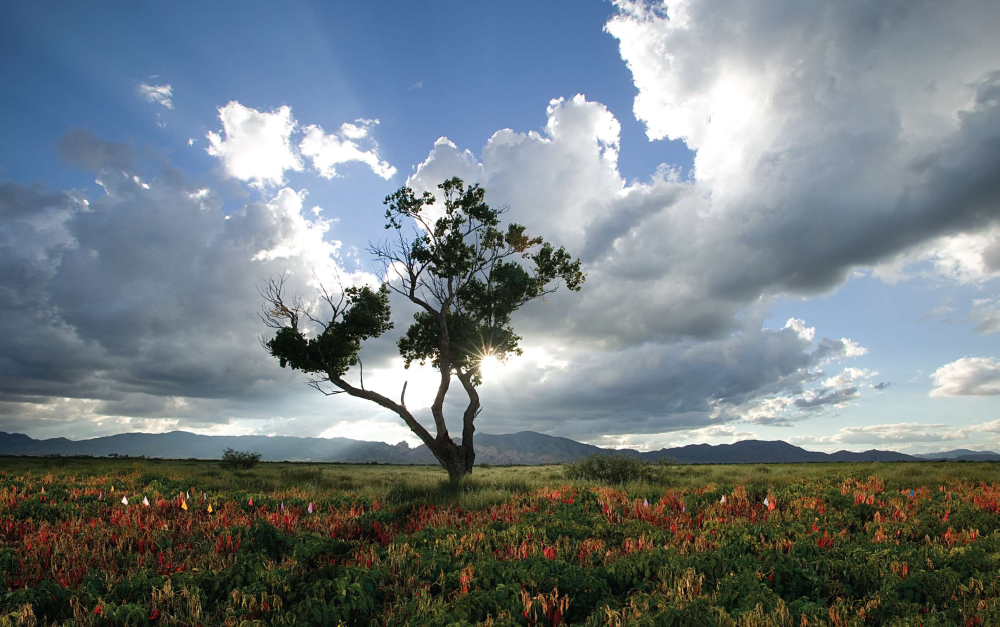 RED HOT CHILE PEPPERS The climate and soil of Southeastern Arizona offer ideal conditions for growing chiles, where, on his farm near Pearce, Ed Curry crossbreeds chile varieties to produce specific traits.