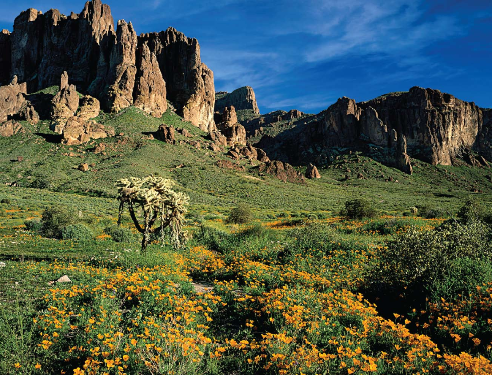 Mexican goldpoppies glow under the craggy cliffs of the Superstitions.