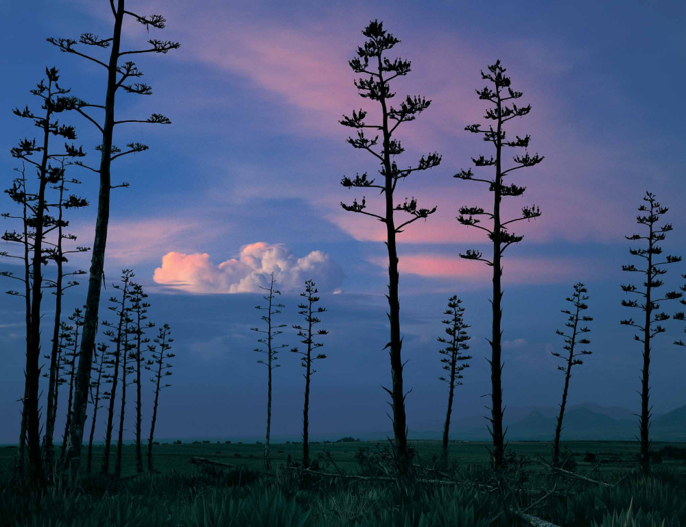 Day's last light blushes pink on a single thunderhead above Southern Arizona's Whetstone Mountains, as century-plant silhouettes stand against an indigo backdrop.