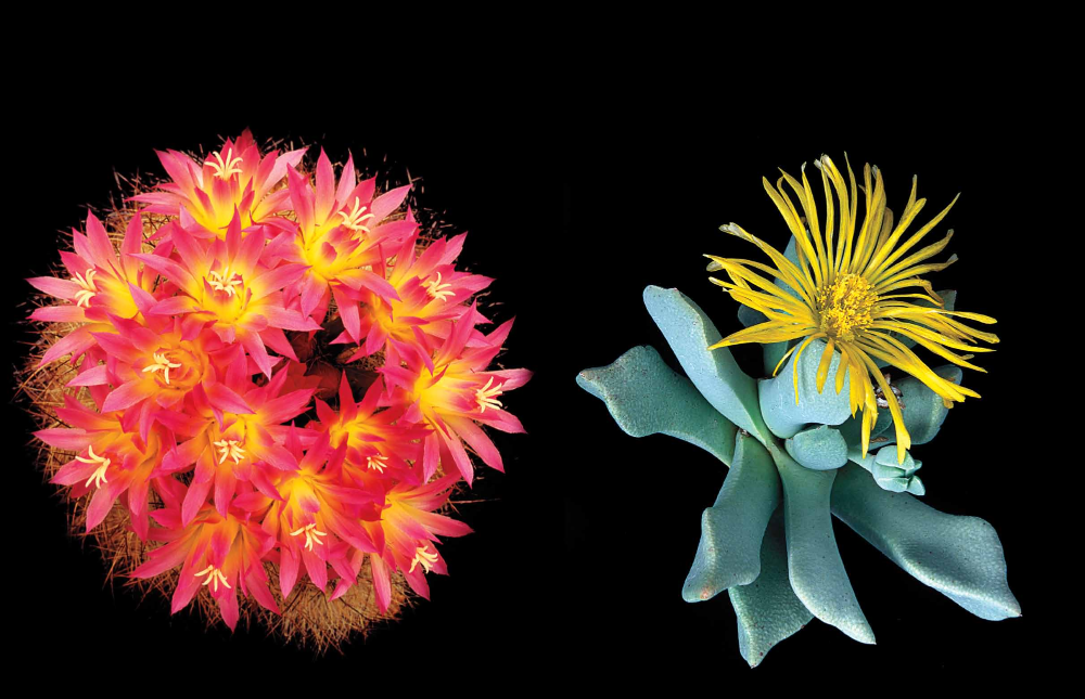 Eriosyce nidus
Country of origin: Chile