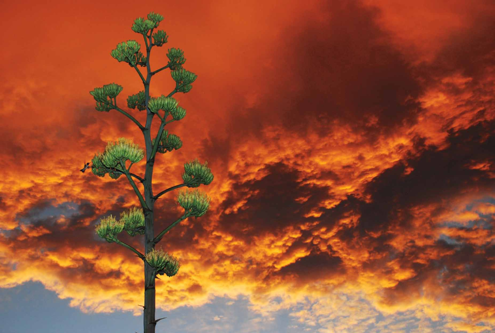 Sunset of the Century